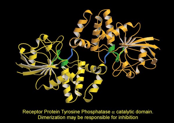 Tyrosine phosphatase catalytic domain