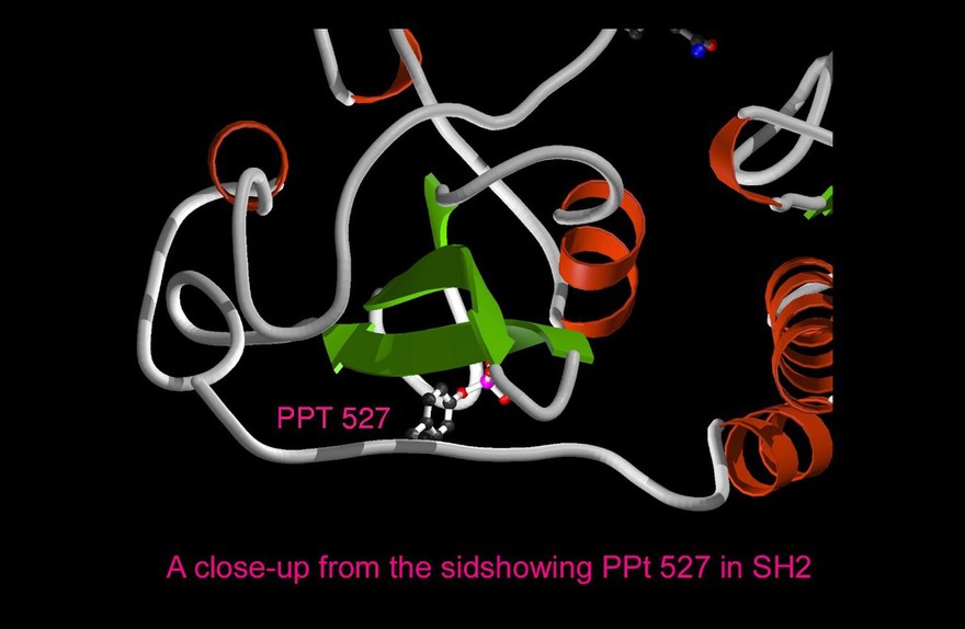 Tyrosine protein kinase Src,a proto-oncogene