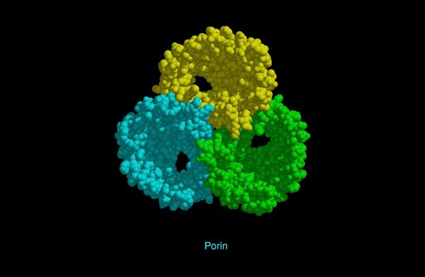 Molecular model of porin, CPK model