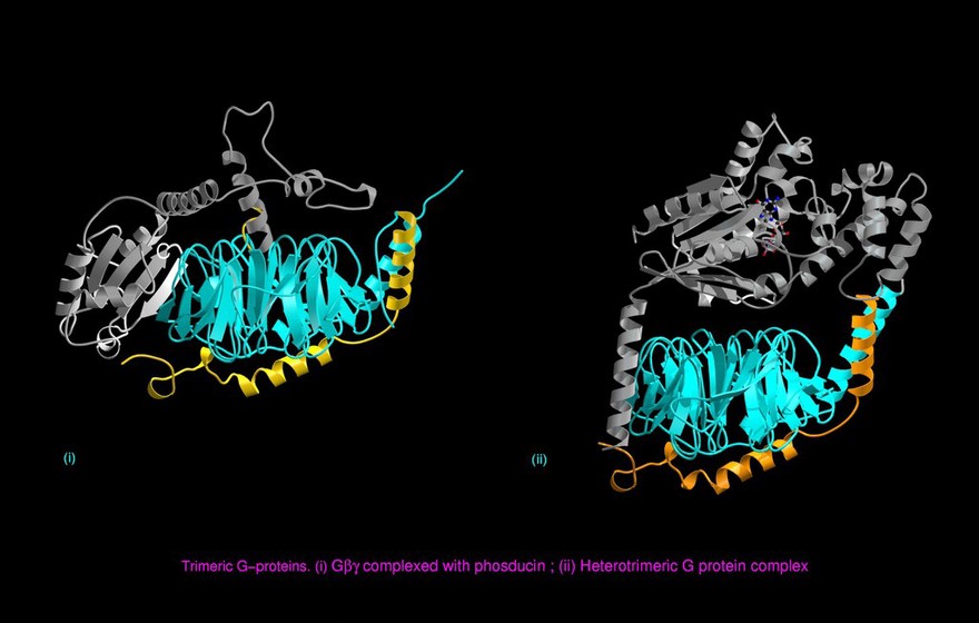 Molecular model of G-protein/phosducin