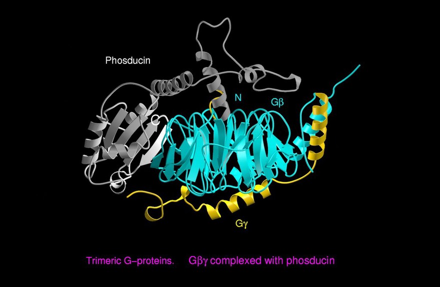 Molecular model of G-protein/phosducin
