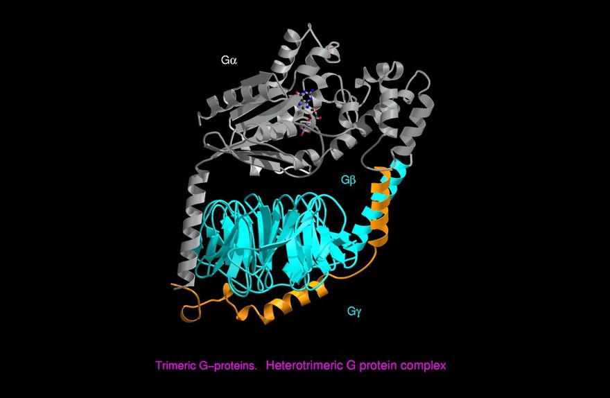 Molecular model of G-protein/phosducin