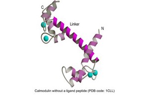 view Molecular model of calmodulin without a ligand