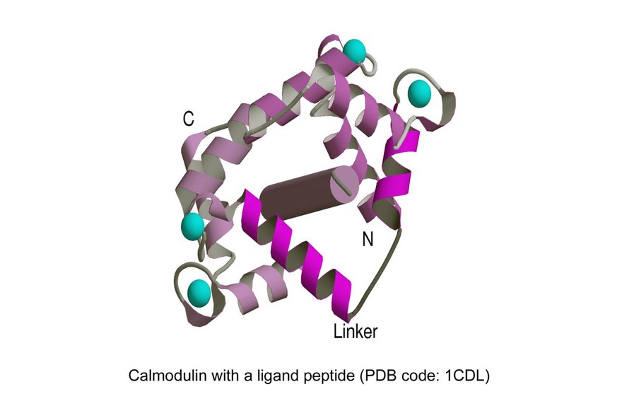 Molecular model of calmodulin with a ligand