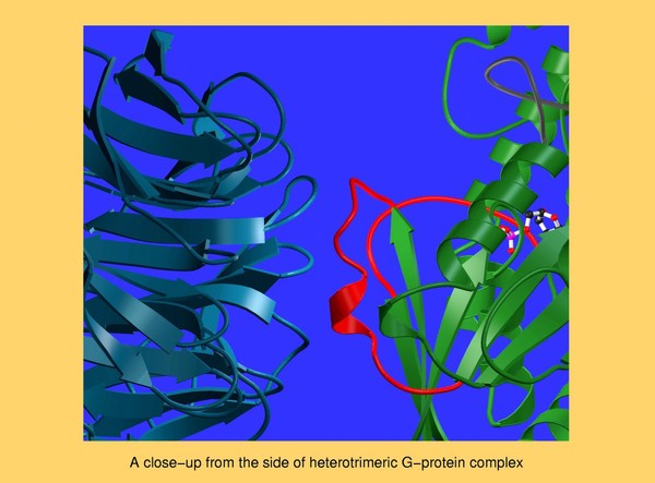 Molecular model of heterotrimeric G protein