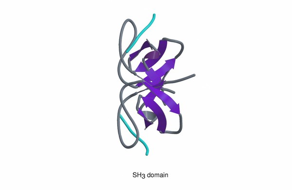 Molecular model of SH3 domain showing peptidic