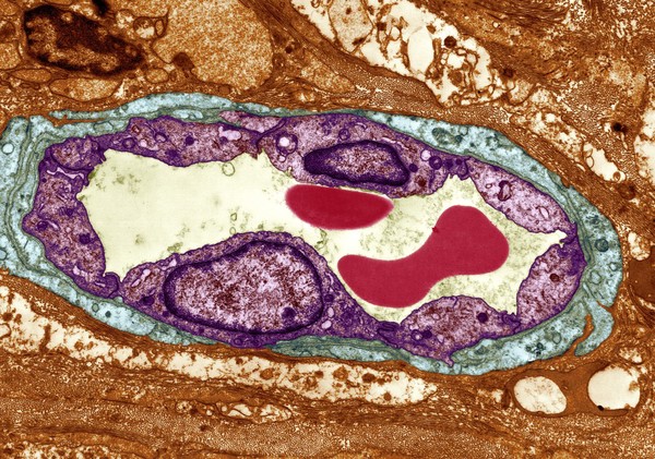 Capillary with red blood cells