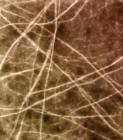 Network of collagen fibrils