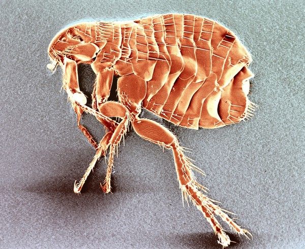 Flea - colour-enhanced electron micrograph