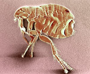 view Flea - colour-enhanced electron micrograph