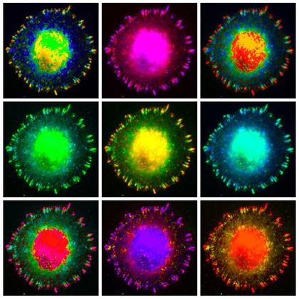 "Marilyn at the cellular level"