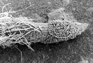 view SEM Pythium spores germinating on root tip