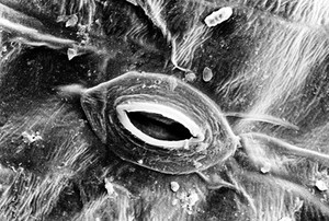 view SEM of open stoma on lettuce leaf