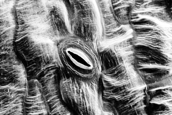 SEM of open stoma on lettuce leaf