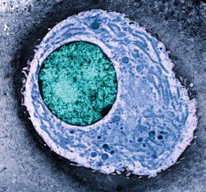 view Chondrocyte showing organelles - coloured