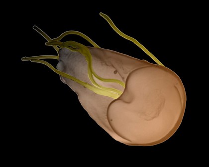 Giardia lamblia, ventral view, col - brown