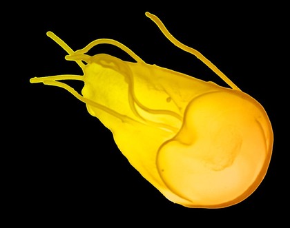 Giardia lamblia, ventral view, col - yellow