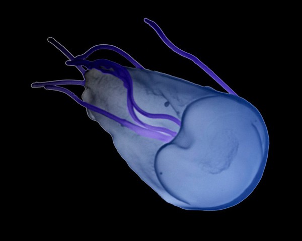 Giardia lamblia, ventral view, col - blue