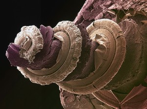 view Cochlea of the inner ear - coloured - brown