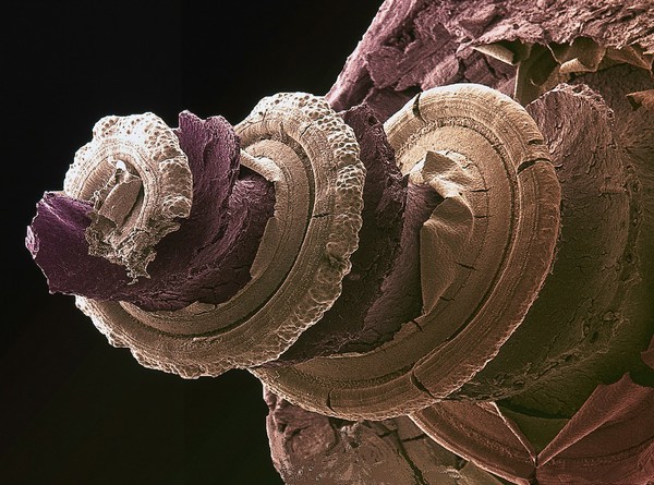 Cochlea of the inner ear - coloured - brown