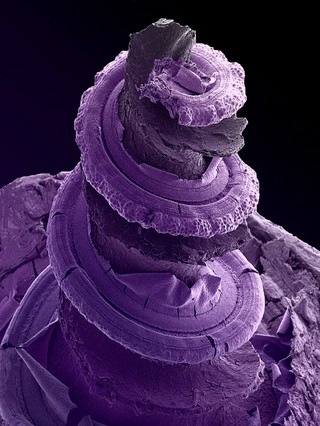 Cochlea of the inner ear - coloured - purple