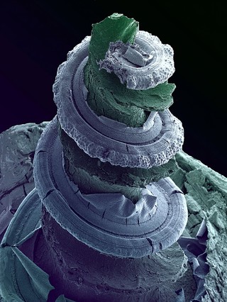 Cochlea of the inner ear - coloured - green