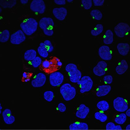 Apoptotic cells