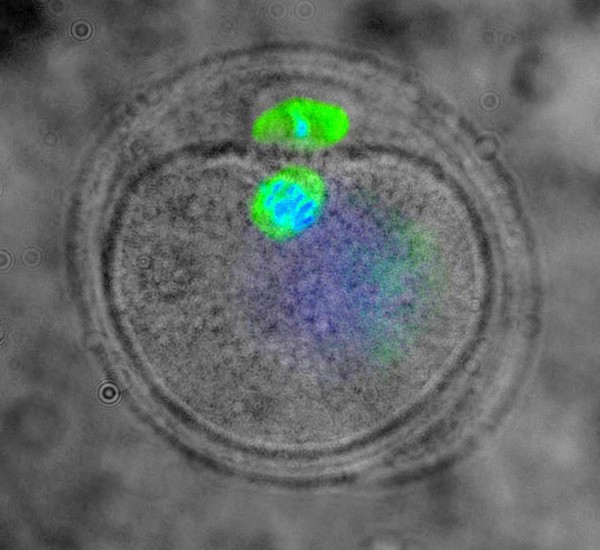 Meiosis in an oocyte