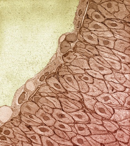 Layer of epithelial cells - coloured