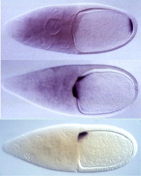 Drosophila embryo polarity