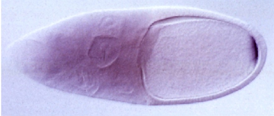 Drosophila embryo polarity - bicoid mRNA