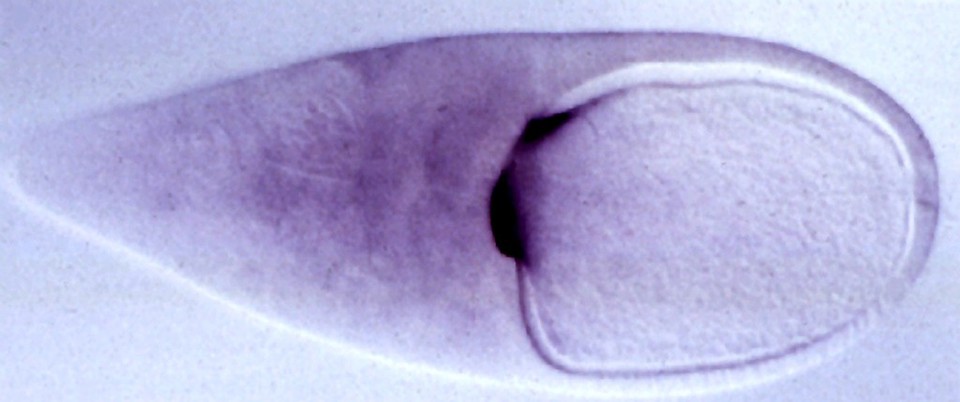 Drosophila embryo polarity - oskar mRNA