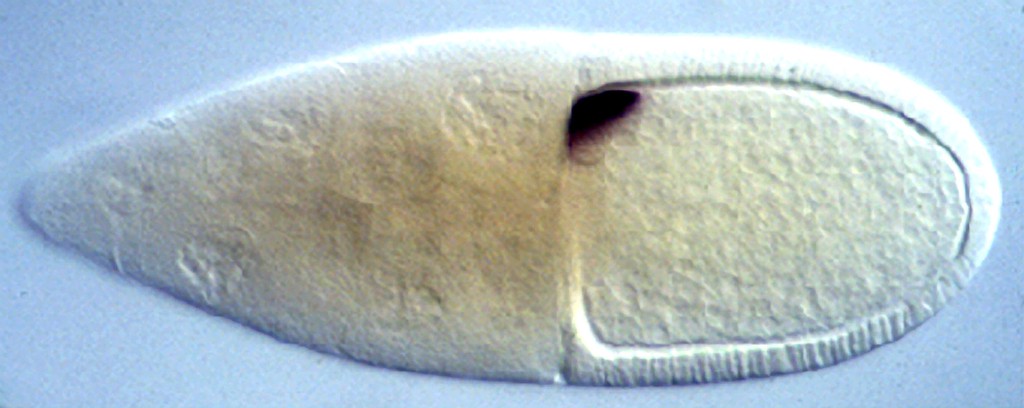 Polarity in Drosophila oocyte - gurken mRNA