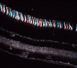 view Cone rich area of the retina - 3D image