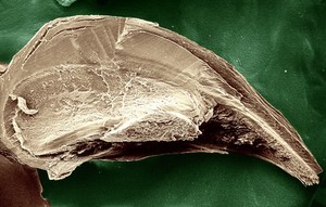 view Section of a dog claw showing structure