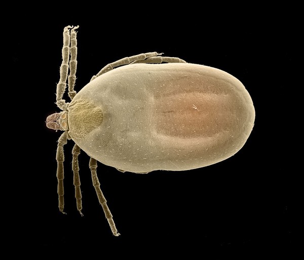 Tick - Ixodes canisuga - colour-enhanced SEM