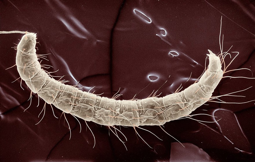 Dog flea larva - colour-enhanced SEM