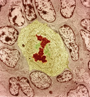 view Mitotic cell showing chromosomes - TEM