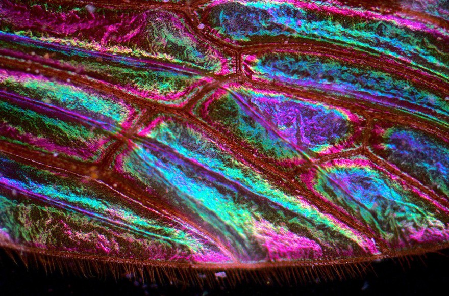 Blowfly wing showing the veins and bristles along the wing edge.