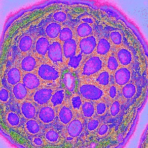 view Isolated colonic crypt with mucin cells