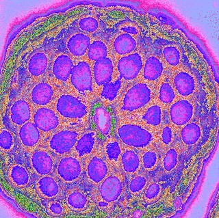 Isolated colonic crypt with mucin cells