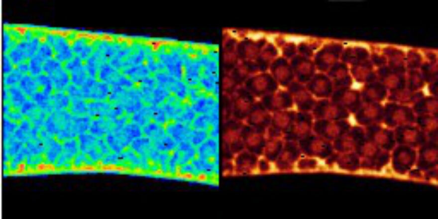 Calcium/cell cycle changes, Drosophila development movie