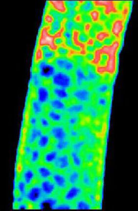 Calcium/cell cycle changes, Drosophila development movie