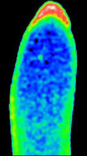 view Calcium/cell cycle changes, Drosophila development movie