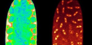 view Drosophila development, calcium/tubulin, movie