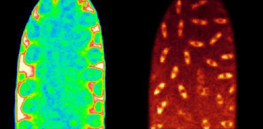 Drosophila development, calcium/tubulin, movie