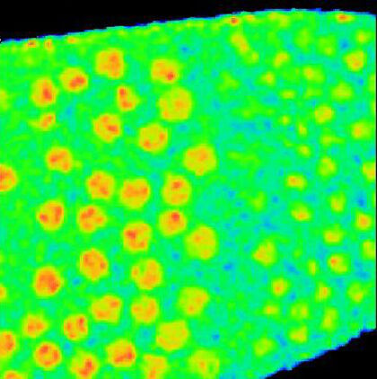 Drosophila development, effect of heparin