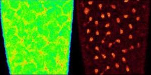 view Drosophila development, calcium & histones