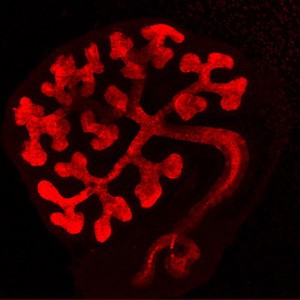 view Embryonic kidney in culture showing tubules