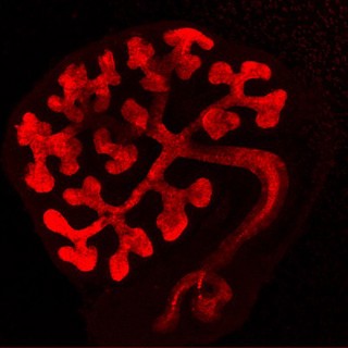 Embryonic kidney in culture showing tubules